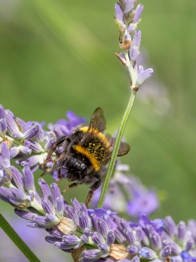 Bee sat on lavender