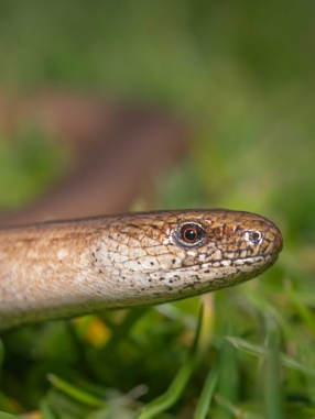 slow worm in grass